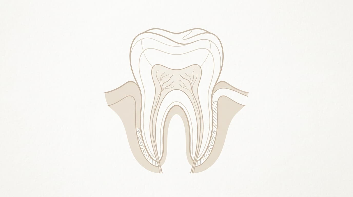 Root Canal vs Extraction: Which Is Better for Your Tooth?